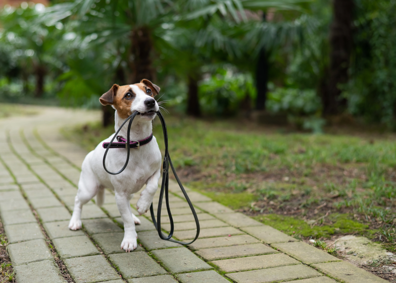 Grrrreat new scheme to help lost dogs