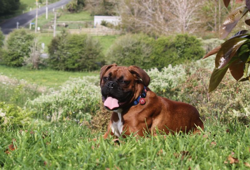Animal management survey now open