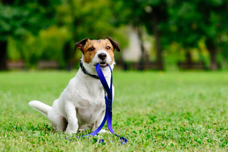 Dog rego numbers are taking the lead